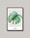 Philodendron levél aquarel poszter.